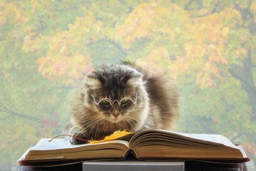 Beautiful gray cat with glasses reading a book