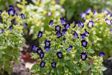  Close up purple Torenia fournieri flower or wishbone flower blurred background.