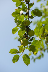 Fototapeta premium green apples on tree