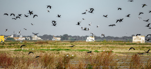 Glossy ibis group in a random take off flight