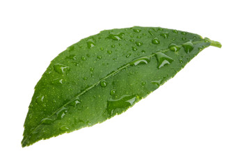 Naklejka na ściany i meble Fresh green citrus leaf with water drops on white background