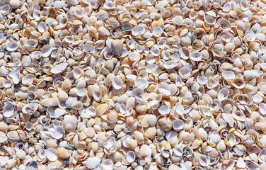 A lot of shells on the sea shore