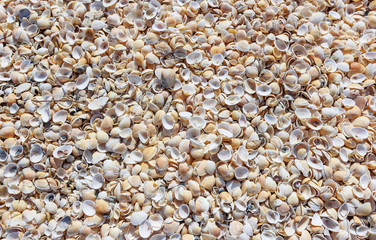 A lot of shells on the sea shore