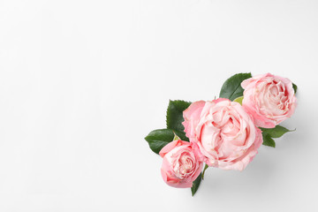 Beautiful roses and space for text on white background, top view