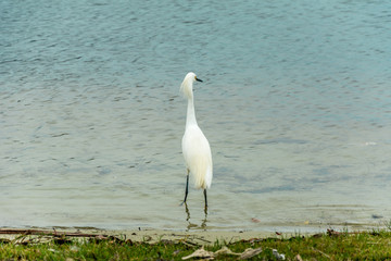 Lonely white heron at the board of the Conceicao Lagoon (Lagoa da Conceicao), in Florianopolis, Brazil.