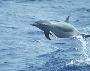 Fototapeta premium Wild Dolphins