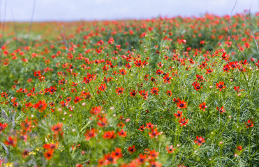 Poppy field