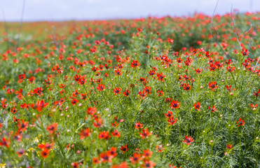 Poppy field
