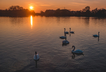 Beautiful sunset with swans near Plattling-Isar-Bavaria-Germany
