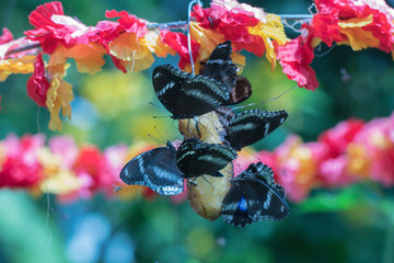 The Great Eggfly Hypolimnas bolina jacintha butterfly eating sweet banana.