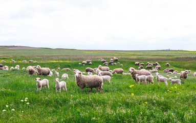 Sheep graze on the field