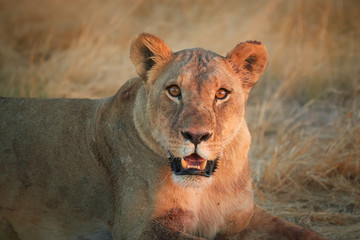 Close up portrait of wild Panthera leo, lioness  in last sunrays, staring directly at camera in typical environment of Etosha pan desert, orange eyes.  Etosha national park, Namibia.