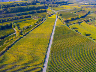 Weinberge Reben von Oben Drohne