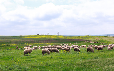 Obraz premium Sheep graze on the field
