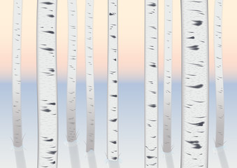 winter new year background. young birches in the morning dawn. snow white and the shade from the trees