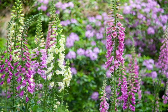 Fingerhut, digitalis