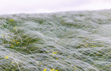 Feather grass field
