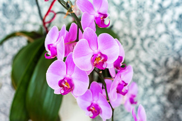Beautiful purple orchid as home decoration close