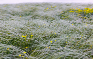 Feather grass field