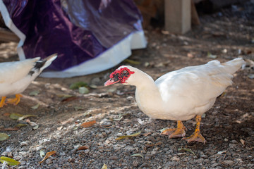 white domestic ducks. The duck is white, in nature.