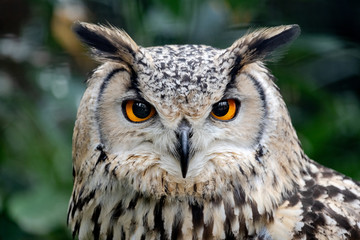 piercing eyes, intense staring of a European eagle-owl, Bubo bubo