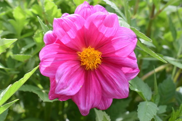 Centralized pink flower in the garden