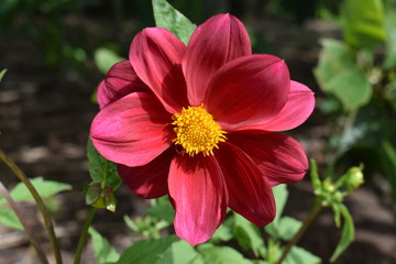 Red cosmos flower in the garden
