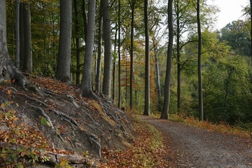 path in the forest