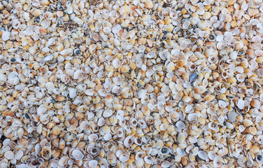 A lot of shells on the sea shore