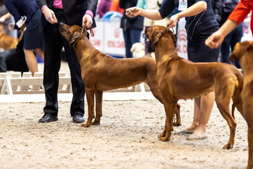 Rhodesian ridgebacks being presented to the judge at the dog show.  - 236163996