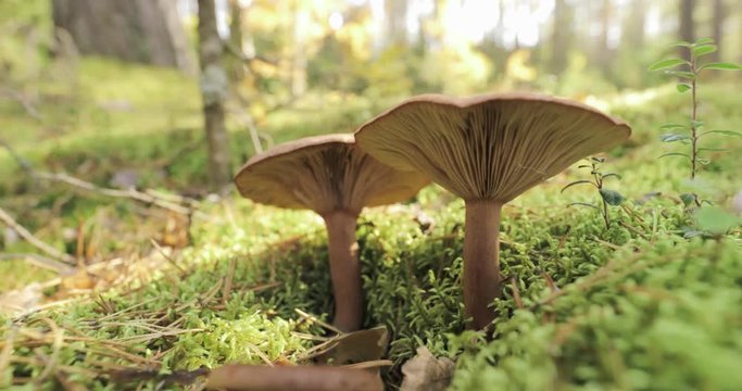 Paxillus Involutus In Autumn Forest In Belarus. Brown Roll-rim, Common Roll-rim, Or Poison Pax, Is A Basidiomycete Fungus