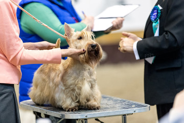 Scottish terrier being presented by the handler at the dog show. - 236164161