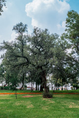 Big tree in a public park