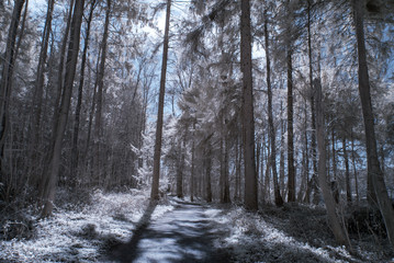 forest in infrared -nopeople