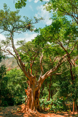 Longshot of a wild tree in the forest