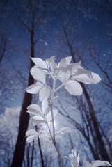 forest in infrared -nopeople