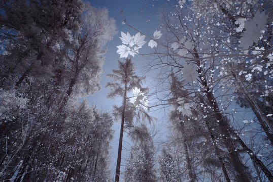 forest in infrared -nopeople