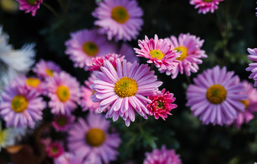 Flowers chrysanthemum, chrysanthemums in autumn, chrysanthemums annuals.