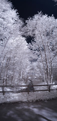 forest in infrared -nopeople
