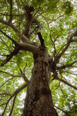 Low angle view of a big leafy tree