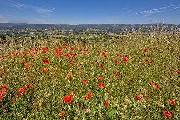Fototapeta na wymiar Wildflowers in Provence .In Provence, the scent of flowers and herbs is in the air, Roussillon, Provence, Luberon, Vaucluse, France
