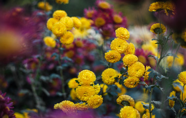 Fototapeta na wymiar Flowers chrysanthemum, chrysanthemums in autumn, chrysanthemums annuals.