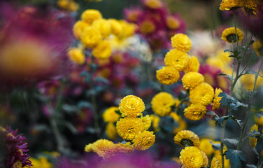 Chrysanthemums in the  Botanical Garden