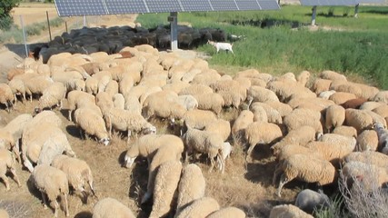 Flock and solar panels. Arbeca, Lleida, Catalonia, Spain.