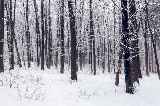 Fototapeta forest in a winter