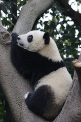 Fototapeta premium Little Panda on the Tree, China