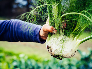 harvesting vegetables in the countryside by the peasant