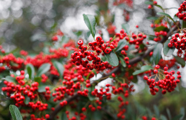 Pyracantha Bush in the garden