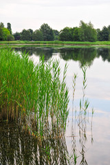 landscape with lake and forest