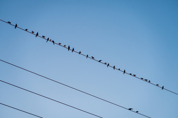 birds on a wire